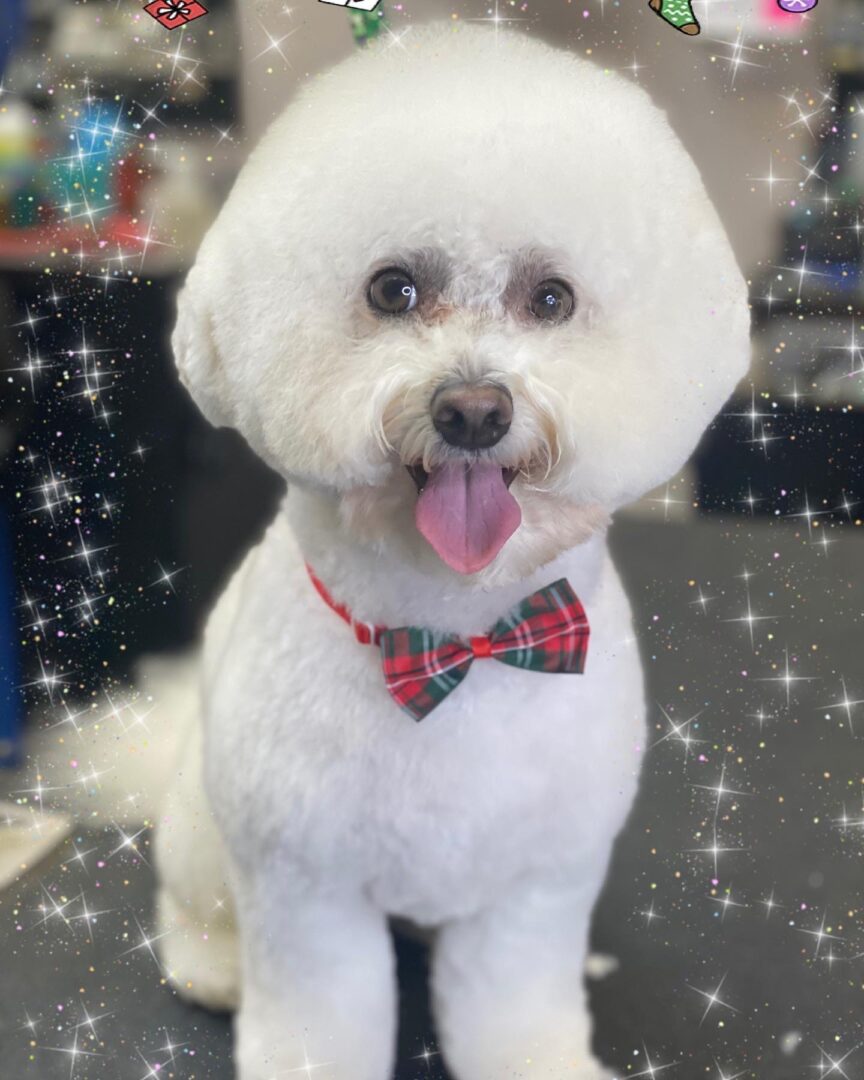A white poodle with a bow tie