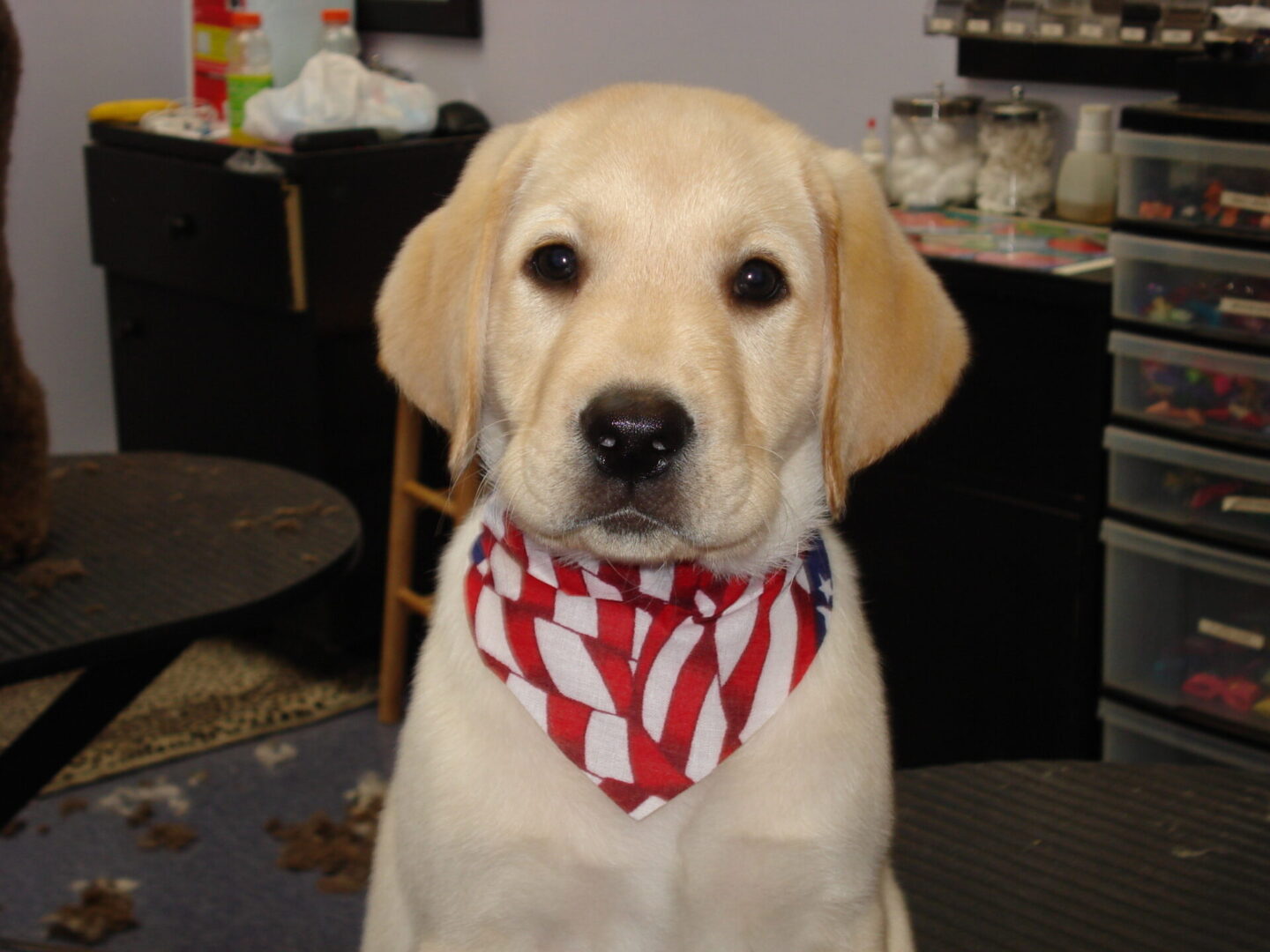 A Labrador puppy with a striped scarf